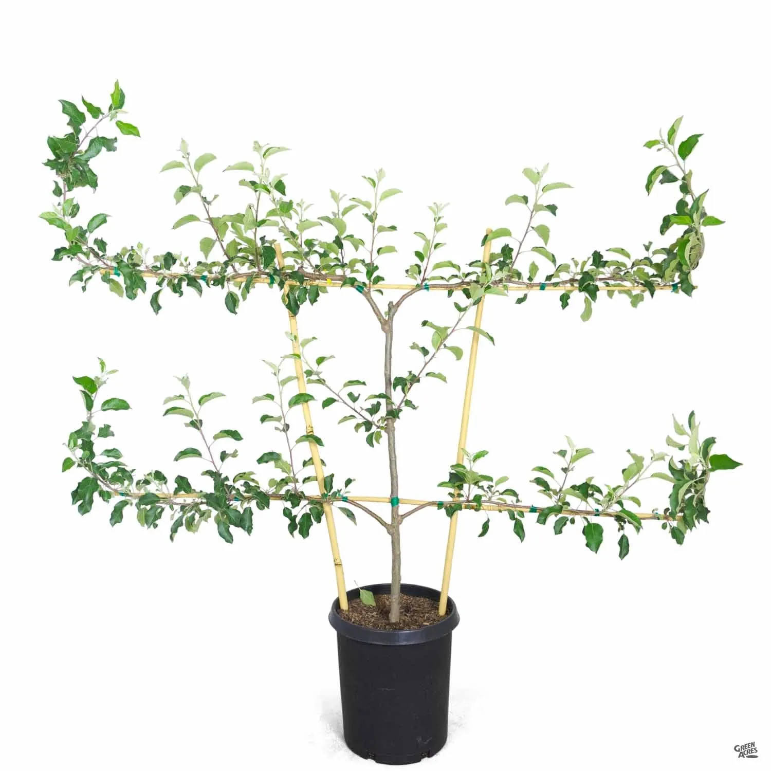 Apple, 3-Tier Espalier 'Fuji'