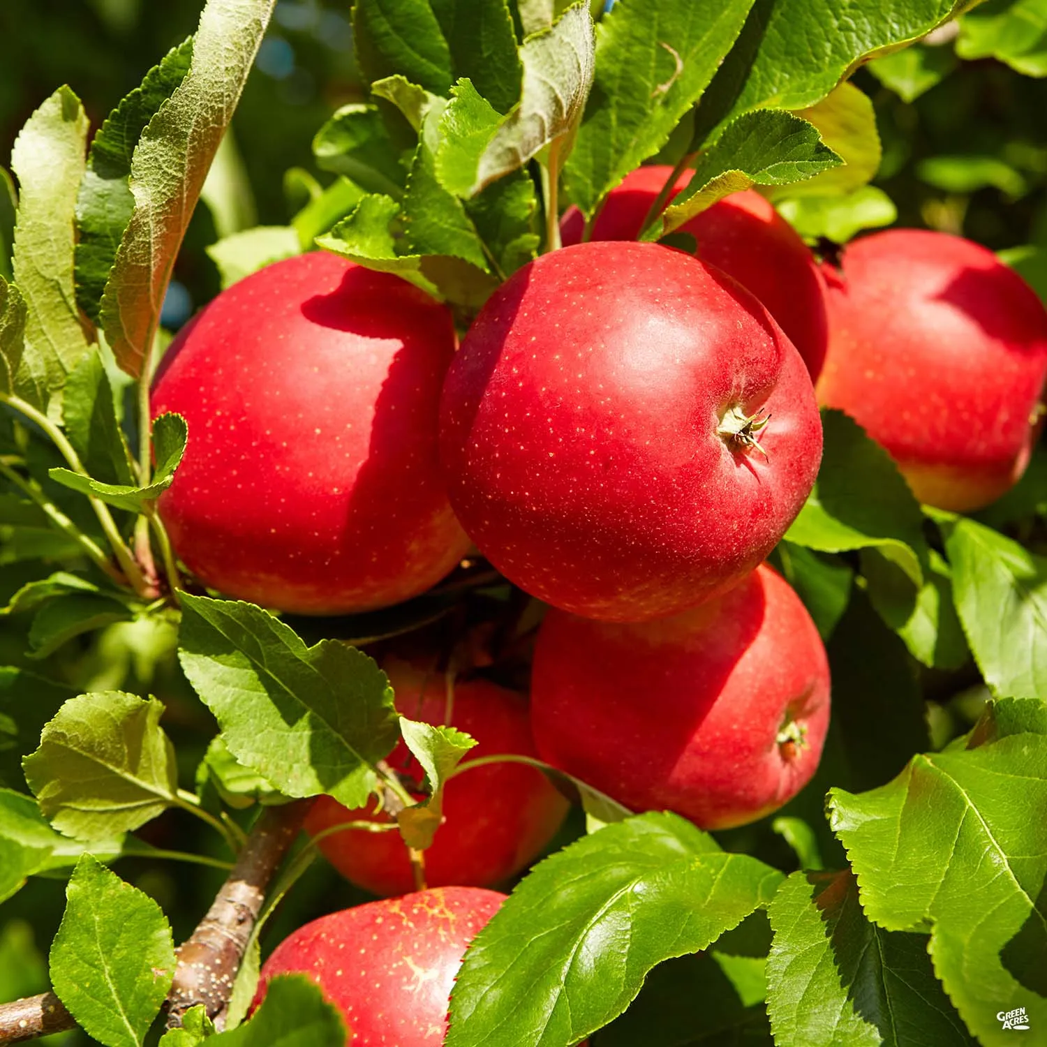 Apple, 3-Tier Espalier 'Fuji'