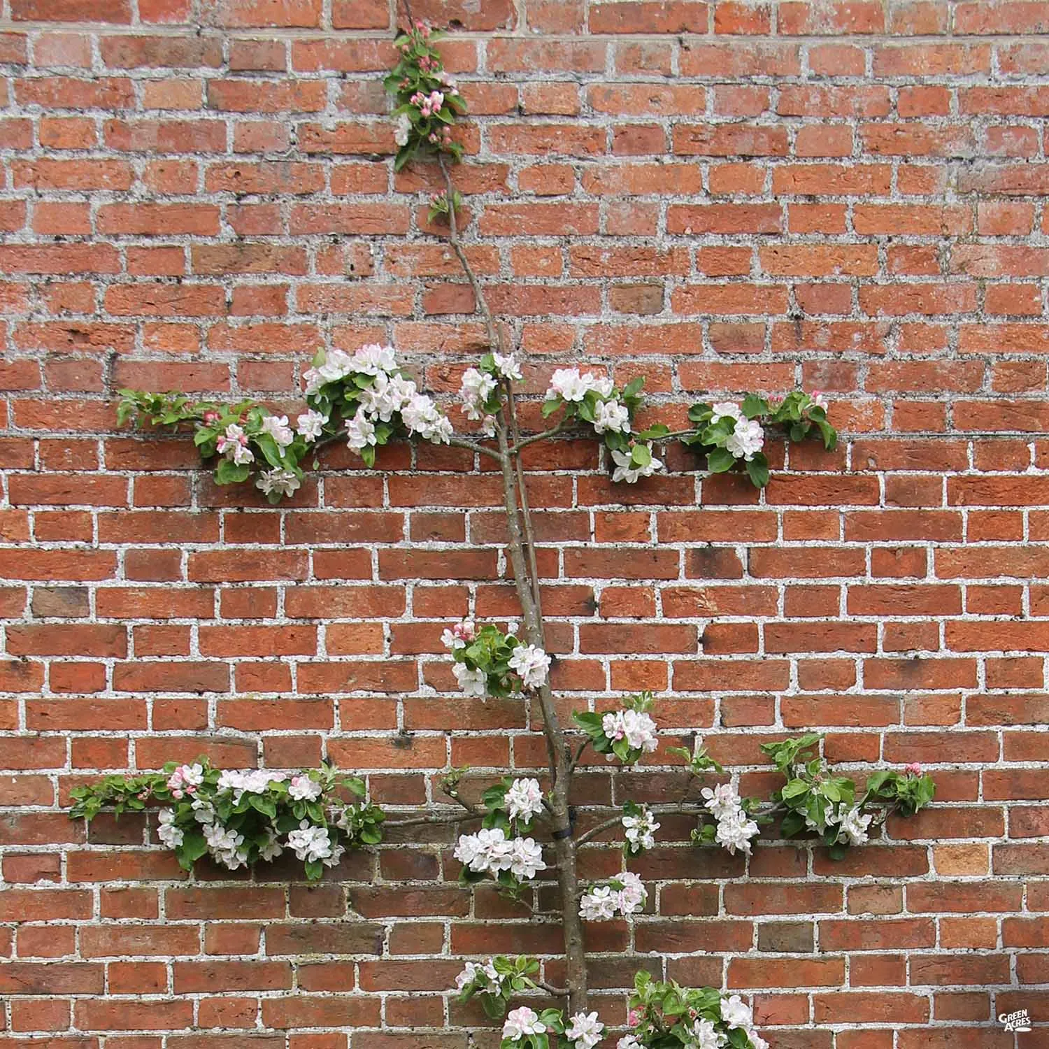 Apple, 3-Tier Espalier 'Fuji'