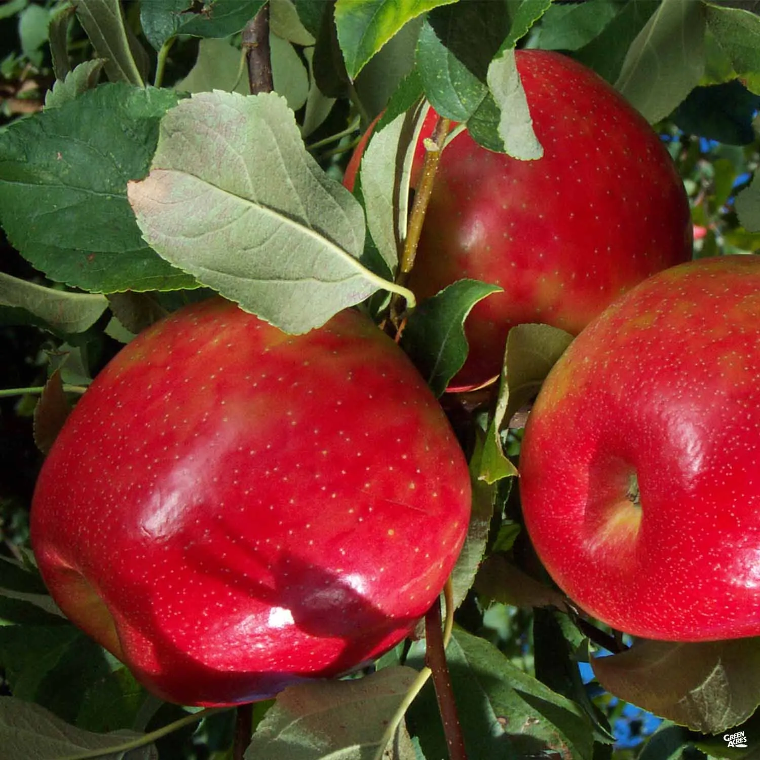 Apple 'Honeycrisp'